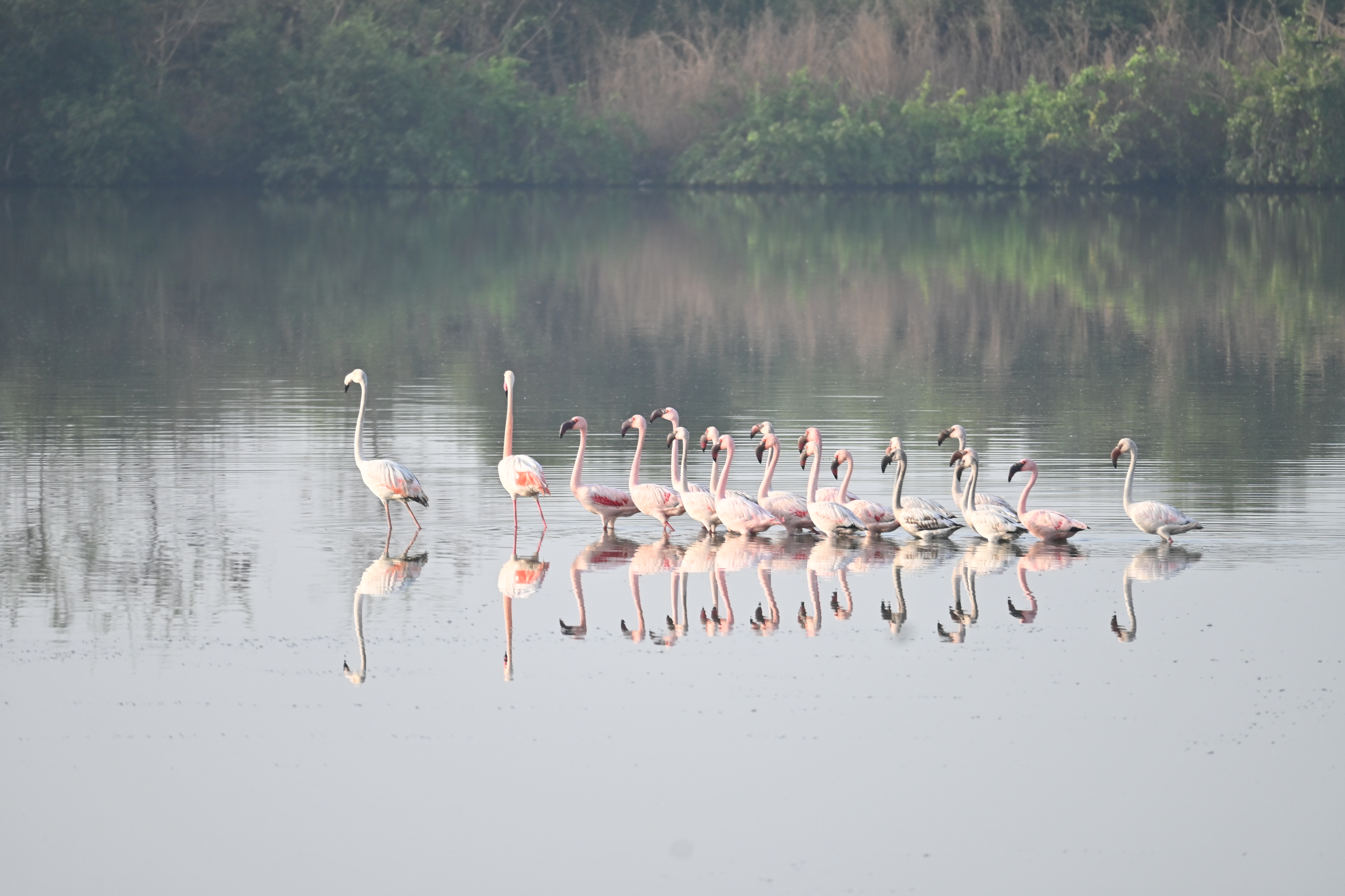 A flock of flamingos in water.